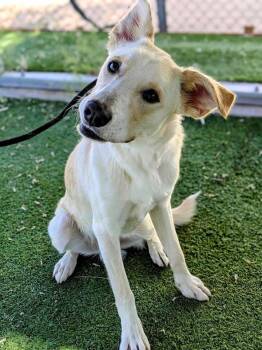 Rescue Yellow Labrador Retriever Dogs for Adoption in Ridgecrest, California - Bruiser | PetCurious