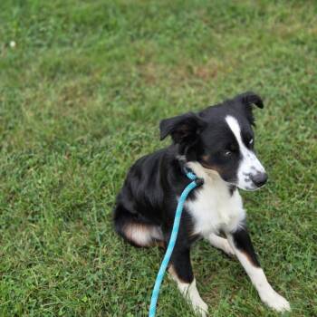 Barley -  Australian Shepherd Dog for Adoption in Breese, Illinois - Barley | PetCurious