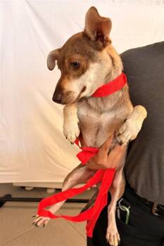 PEPPER -  Chihuahua and Mixed Breed Dog for Adoption in Rancho Cucamonga, California - PEPPER | PetCurious