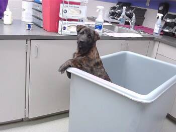 German Shepherd Dog and Mixed Breed Dogs Available for Adoption - DANTE | PetCurious