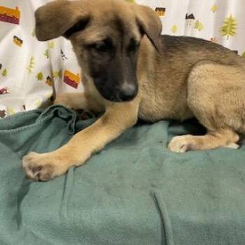 A614492 -  German Shepherd Dog Dog for Adoption in Modesto, California - A614492 | PetCurious