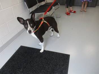 FEE FEE -  Parson Russell Terrier and Basset Hound Dog for Adoption in Ocala, Florida - FEE FEE | PetCurious