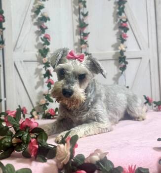 Miniature Schnauzer Dogs Available for Adoption in New Stanton, Pennsylvania - Agatha | PetCurious