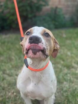 Rescue Pit Bull Terrier Dogs for Adoption in Houston, Texas - Wanda | PetCurious