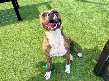 Rescue Pit Bull Terrier Dogs for Adoption in Tustin, California - CANDICE | PetCurious