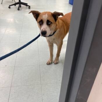 Rescue Mixed Breed Dogs for Adoption in Philadelphia, Pennsylvania - Keylo | PetCurious