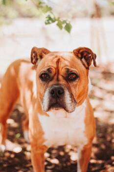 American Staffordshire Terrier and Mixed Breed Dogs Available for Adoption in North Charleston, South Carolina - 06428B  Venus | PetCurious