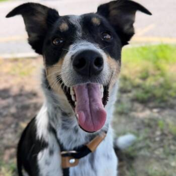 Birdie -  Cattle Dog and Mixed Breed Dog for Adoption in Chesapeake, Virginia - Birdie | PetCurious