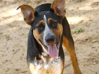 ZIGGIE -  Australian Cattle Dog Blue Heeler and Mixed Breed Dog for Adoption in Tallahassee, Florida - ZIGGIE | PetCurious