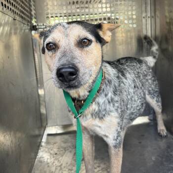 Quack -  Australian Cattle Dog Blue Heeler Dog for Adoption in Edinburg, Texas - Quack | PetCurious