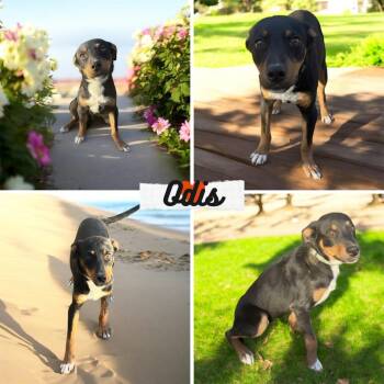 Shepherd and Doberman Pinscher Dogs Available for Adoption - Odis | PetCurious