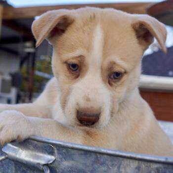 Siberian Husky Dogs Available for Adoption - Freya | PetCurious