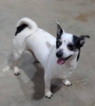 Checkers -  Chihuahua Dog for Adoption in Morrilton, Arkansas - Checkers | PetCurious