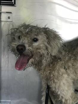 Mixed Breed Dogs Available for Adoption in Dallas, Texas - NITO | PetCurious