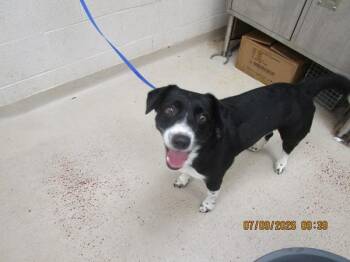 Toby(24) -  Border Collie Dog for Adoption in Marietta, Georgia - Toby(24) | PetCurious