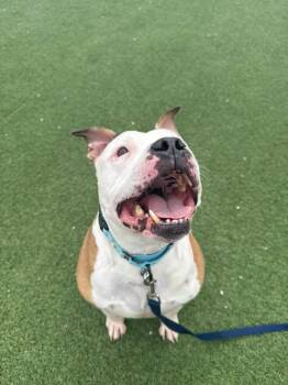 Pit Bull Terrier Dogs Available for Adoption in Cleveland, Ohio - Princess | PetCurious