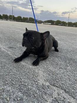 French Bulldog Dogs Available for Adoption - NEGRO | PetCurious
