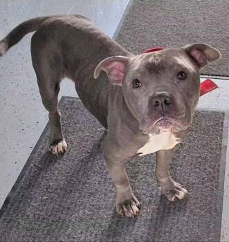 PORKCHOP -  American Staffordshire Terrier and Bulldog Dog for Adoption in Flint, Michigan - PORKCHOP | PetCurious