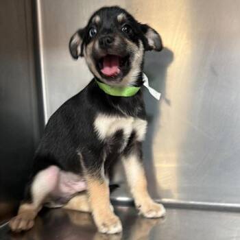 Fig -  Chihuahua and Pug Dog for Adoption in Apple Valley, California - Fig | PetCurious