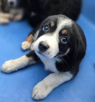 REBEL -  Mixed Breed Dog for Adoption in Holbrook, New York - REBEL | PetCurious
