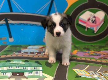 Collie and Anatolian Shepherd Dogs Available for Adoption - Sarah | PetCurious