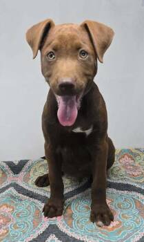 Labrador Retriever Dogs Available for Adoption in Brewster, New York - Joyeux (J Duo) | PetCurious