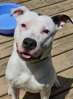 Rescue Mixed Breed Dogs for Adoption in Bahama, North Carolina - Aerosmith | PetCurious