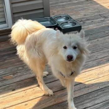 Yuki -  Mixed Breed Dog for Adoption in Fredericksburg, Virginia - Yuki | PetCurious