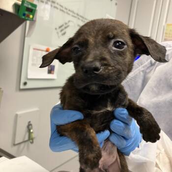 Pikachu -  Mixed Breed Dog for Adoption in Greenville, South Carolina - Pikachu | PetCurious