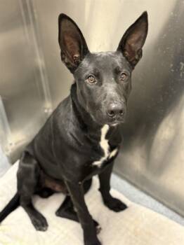 Rescue Mixed Breed Dogs for Adoption in Dallas, Texas - DOUGLAS | PetCurious