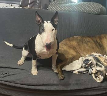Bull Terrier Dogs Available for Adoption - Abiya | PetCurious