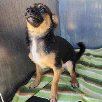 Jonesy -  Chihuahua and Mixed Breed Dog for Adoption in San Antonio, Texas - Jonesy | PetCurious
