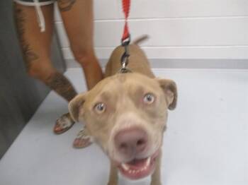 DUKE -  Pit Bull Terrier and Mixed Breed Dog for Adoption in Ocala, Florida - DUKE | PetCurious