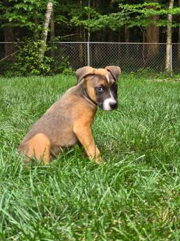 Mack -  Mixed Breed Dog for Adoption in Bay City, Michigan - Mack | PetCurious