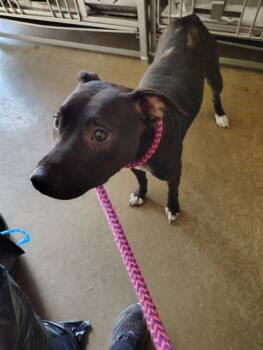 Rescue Pit Bull Terrier and Mixed Breed Dogs for Adoption in Anderson, Indiana - Missy | PetCurious