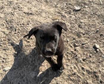Mixed Breed Dogs Available for Adoption - Madison | PetCurious