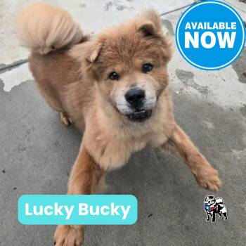 Chow Chow Dogs Available for Adoption - Lucky Bucky | PetCurious
