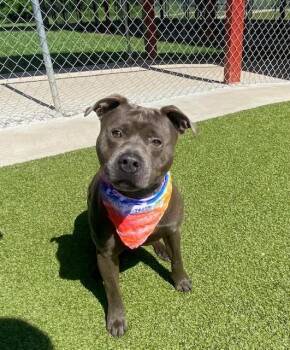 Harold -  Pit Bull Terrier Dog for Adoption in Fayetteville, Arkansas - Harold | PetCurious
