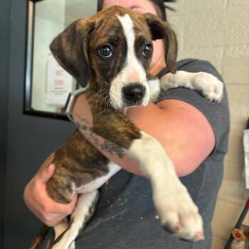 Millie Barky Brown -  Mixed Breed Dog for Adoption in Huntington, West Virginia - Millie Barky Brown | PetCurious