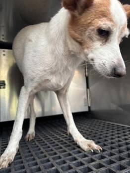 Terrier and Mixed Breed Dogs Available for Adoption in Honolulu, Hawaii - Marge | PetCurious