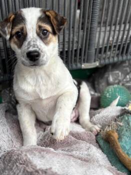 Australian Cattle Dog Blue Heeler and Cattle Dog Dogs Available for Adoption in Fort Lupton, Colorado - Loja | PetCurious