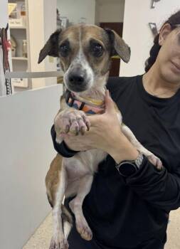 Cindy -  Dachshund and Chihuahua Dog for Adoption in New York, New York - Cindy | PetCurious