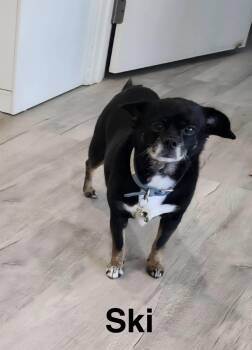 Ski -  Chihuahua and Pug Dog for Adoption in Topeka, Kansas - Ski | PetCurious
