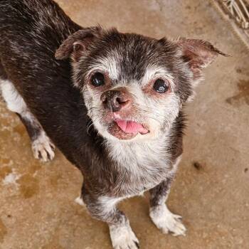 Rescue Chihuahua Dogs for Adoption in Midland, Texas - Cassidy | PetCurious