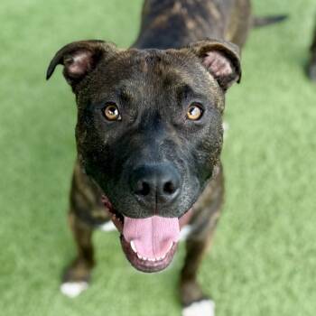 Rescue Pit Bull Terrier Dogs for Adoption in Chattanooga, Tennessee - SnackleJack | PetCurious