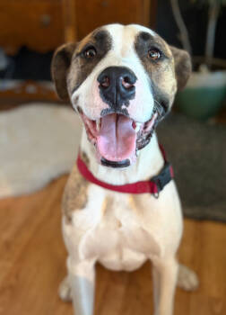 Rescue Boxer Dogs for Adoption in Denver, Colorado - Bobo | PetCurious