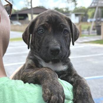 Nilla -  Mixed Breed Dog for Adoption in Freeport, Florida - Nilla | PetCurious