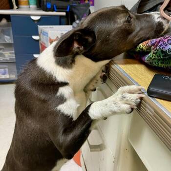 Nonna 26-0363 -  Mixed Breed Dog Available for Adoption in Yanceyville, North Carolina - Nonna 26-0363 | PetCurious