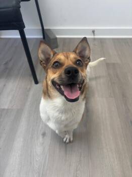 Corgi and Chihuahua Dogs Available for Adoption in Cambridge, Maryland - Coco | PetCurious