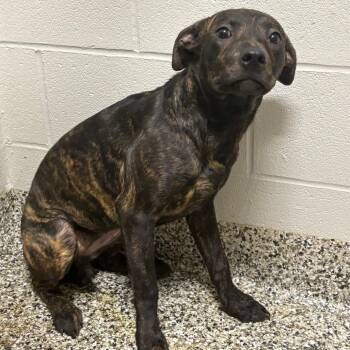 Kid Cuisine -  Hound and Labrador Retriever Dog for Adoption in Morganton, North Carolina - Kid Cuisine | PetCurious